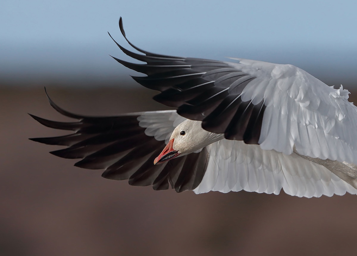 تصاویر خیره‌کننده دنیای پرندگان که برگزیده مسابقه عکاسی آدوبون شدند